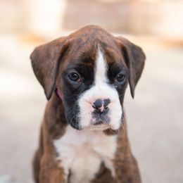 Pink - Brindle female Boxer puppy in Georgia from Stephanie’s Boxers