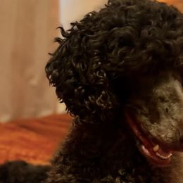 Poodles from Marlen Poodles