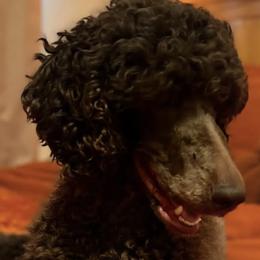 Poodles from Marlen Poodles