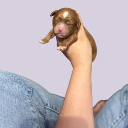 Po-boy - Red male Cavapoo puppy in Picayune, Mississippi from JEN's Poodles