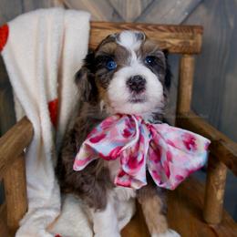 Cindy Lou - Merle female Bernedoodle puppy in Bowling Green, Ohio from Windy Creek Doodles