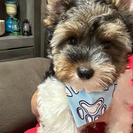 Boy4(1600) - Black tan and white male Biewer Terrier puppy in Douglas, Georgia from Southern Georgia Yorkies and biewers
