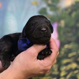 Cider - Black male Goldendoodle puppy in Springfield, Oregon from Oregon's Oodles of poodles & doodles