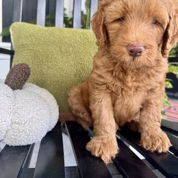 Goldendoodle Puppies from Rezapour Doodle Estate