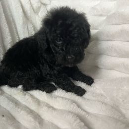 AKC Chester - Black male Poodle puppy in Elgin, South Carolina from Silver Bells Paw Prints