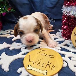 Aurora - Blenheim female Cavalier King Charles Spaniel puppy in Kermit, West Virginia from Stonecoal Cavaliers