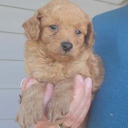 Mark - Apricot male Poodle puppy in Palmyra, Nebraska from Nebraska K9's