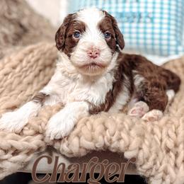 Charger - Chocolate male Australian Labradoodle puppy in Decatur, Alabama from Southern Meadows Doodles