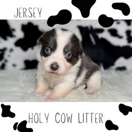Jersey - Black and white female American Corgi puppy in Greenwood, Indiana from Witch Creek Corgis