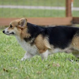 Teddy - Pembroke Welsh Corgi