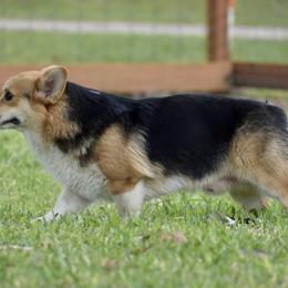 Teddy - Pembroke Welsh Corgi