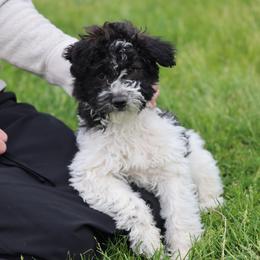 Cafe Girl - Black female Whoodle puppy in West Bend, Iowa from Blue Skies Terriers