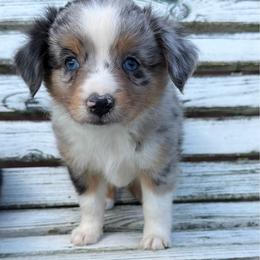 Breeze - Blue merle male Miniature Australian Shepherd puppy in Licking, Missouri from Burnett Aussies