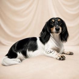 June - Dachshund