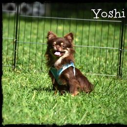 Yoshi - Chocolate and tan male Chihuahua puppy in Demorest, Georgia from Sourpatch Chihuahuas