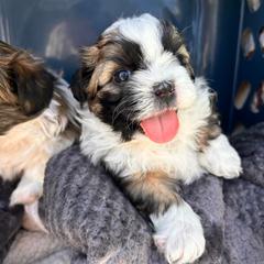 Archie - Brown male Shichon puppy in Pennsylvania from Manor Hills Shih Tzus