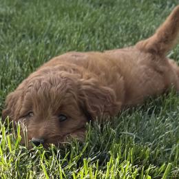 Girl 4 - Red  female Goldendoodle puppy in Pleasant Hill, Iowa from Harvest Creek