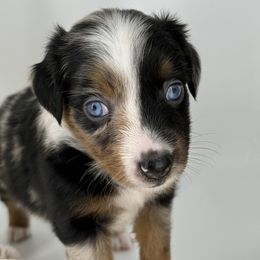 Miniature Australian Shepherd and Toy Australian Shepherd Puppies from Ollie's Aussies