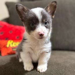Apollo - Gray and white male American Corgi puppy in Decatur, Texas from Bar S Corgis