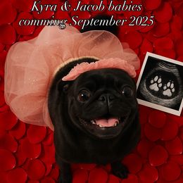 Kyra - Pug