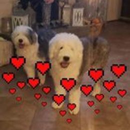 Old English Sheepdog Puppies from Orleans Old English Sheepdogs