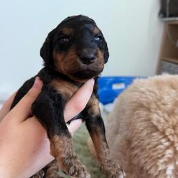Cookie - Phantom female Poodle puppy in Haines City, Florida from Noelle Poodles