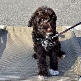 Brie - female Aussiedoodle puppy in Atlanta, Georgia from ADreamcatchers Doodles