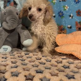 Ziggy - Apricot male Poodle puppy in Pounding  Mill, Virginia from Rosa's Chihuahuas