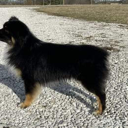 Trev - Toy Australian Shepherd