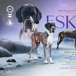 Eskel - Great Dane