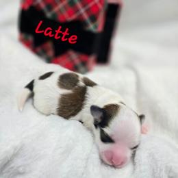 Latte - Red sable female Havanese puppy in Pelham, Alabama from Havanese Cuban Cuties