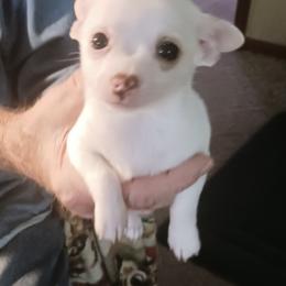 Boy 1 - Cream male Chihuahua puppy in Polo, Missouri from Blue Tails Farm