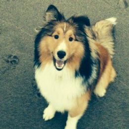 Shetland Sheepdogs from Splendor Shelties