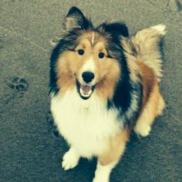 Shetland Sheepdogs from Splendor Shelties