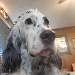 English Setter, Golden Retriever, and Gordon Setter All Grown Up from Katherine's Gordon Setters, English Setters, and Golden Retrievers