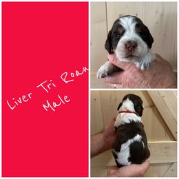 Red - Tri-Roan male English Springer Spaniel puppy in Godley, Texas from Legacy Springer Spaniels