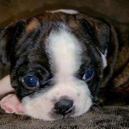 Boy 3 - Black brindle and white male Boston Terrier puppy in Shelbyville, Kentucky from Joey's Boston Terriers