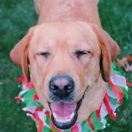 Tilly - Labrador Retriever
