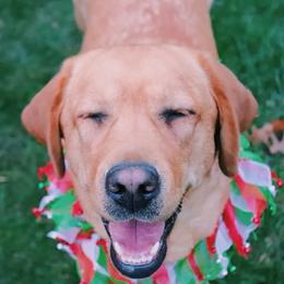 Tilly - Labrador Retriever