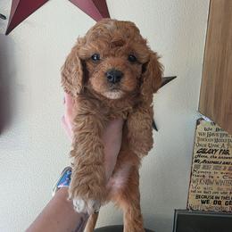 Prince - Red male Cavapoo puppy in Gresham, Oregon from Paisley Cavapoos