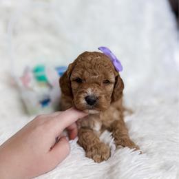 Emily - Apricot female Goldendoodle puppy in Reeds Spring, Missouri from As Good As Goldendoodles and more