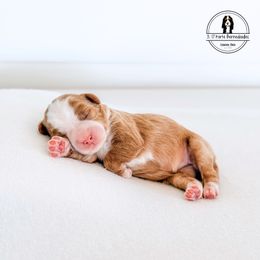 Pink Collar Female - Pom Pom - Red female Bernedoodle puppy in Lebanon, Ohio from 3|17 Korte Bernedoodles LLC