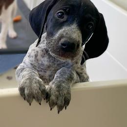 German Shorthaired Pointer Puppies from Thunder Mountain Gun Dogs