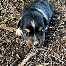 Mocha - Black tri female Miniature Australian Shepherd puppy in Mount Carmel, Tennessee from Hill Top Mini Aussies