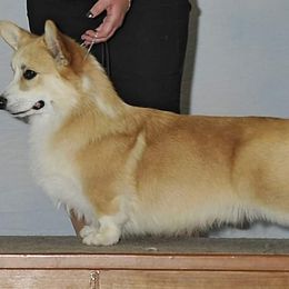 Cody - Pembroke Welsh Corgi