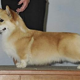 Cody - Pembroke Welsh Corgi