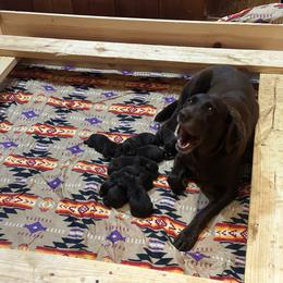 Ghirardelli - Chocolate female Labrador Retriever puppy in Bandera, Texas from The Sugar & Spice Ranch Labrador Retrievers