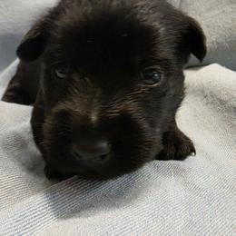 Curly - Black male Scottish Terrier puppy in Crossville, Tennessee from Cavern Kennels