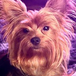 Cada - Yorkshire Terrier