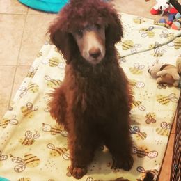 Poodle Puppies from En Vie